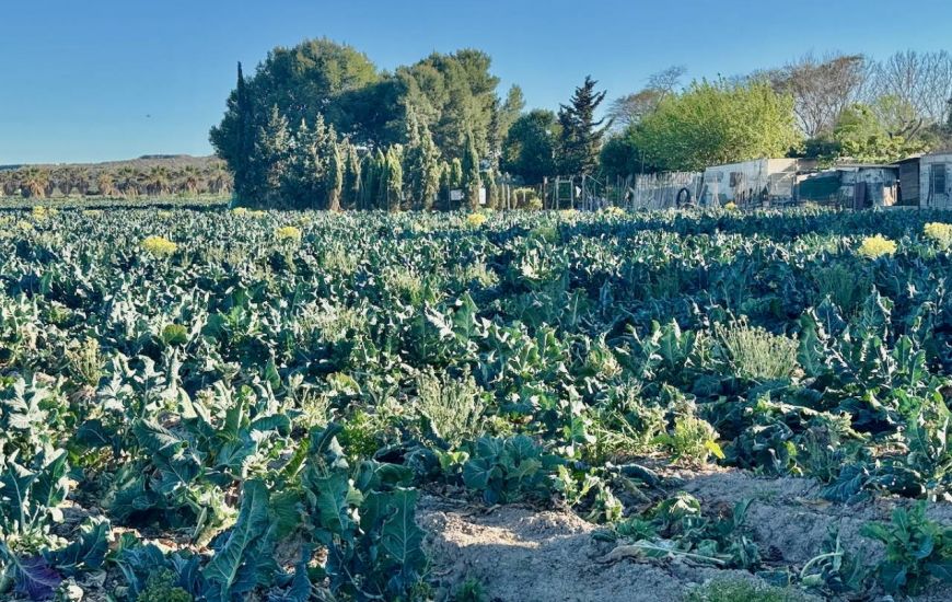 Sale - Country Property - Guardamar del Segura