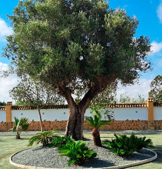 New Build - Finca - Catral