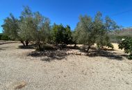 Sale - Finca - Salinas