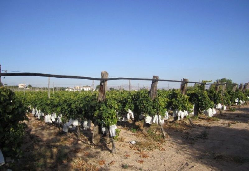 Venta - Terreno - Novelda