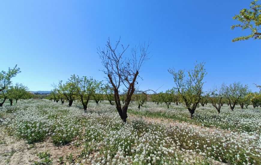 New Build - Finca - Pinoso