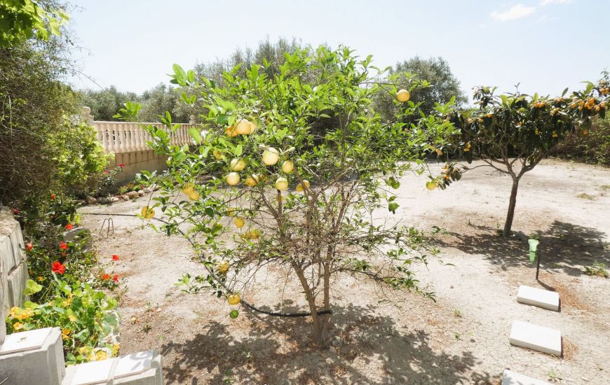 Sale - Finca - Dolores