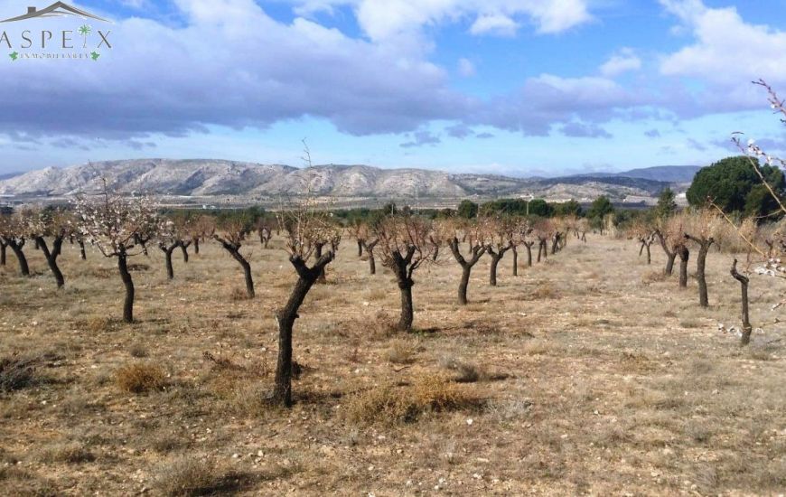 Venta - Terreno - Biar