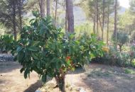 Sale - Villa - Parcent