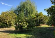 Sale - Finca - Los Montesinos