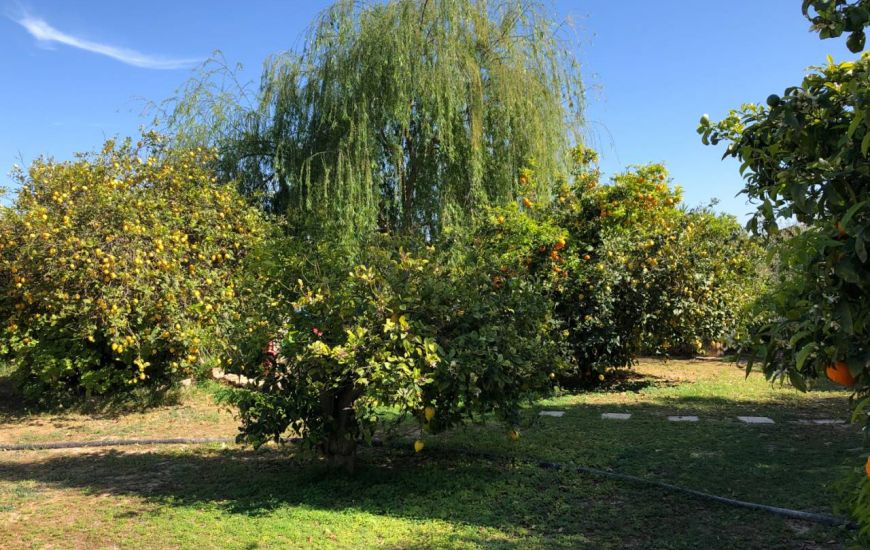 Sale - Finca - Los Montesinos