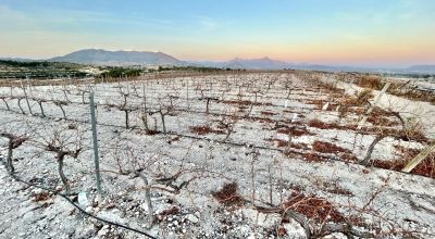 Land - Sale - Novelda - Novelda