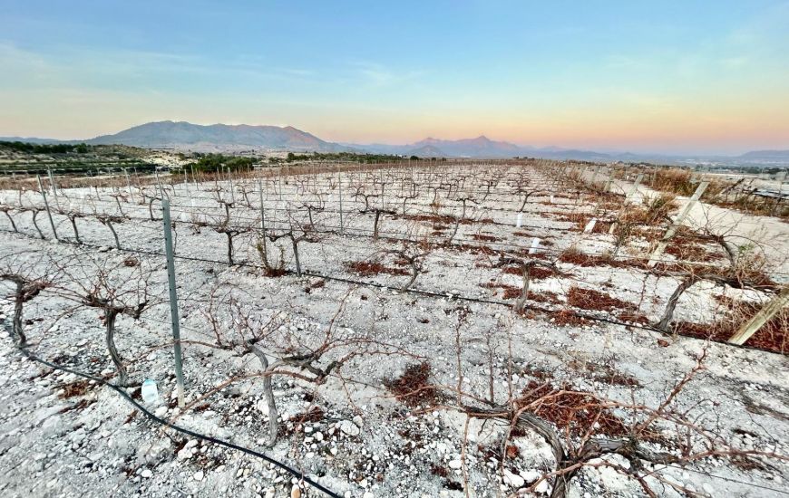 Sale - Land - Novelda