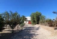 Sale - Finca - Crevillente