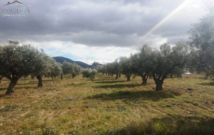 Venta - Terreno - Biar