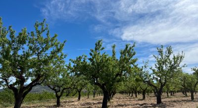 Land - Sale - Hondon de los Frailes - Hondon de los Frailes