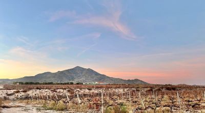 Land - Sale - Novelda - Novelda