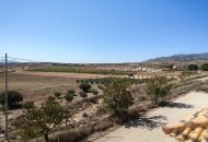 Sale - Finca - Pinoso