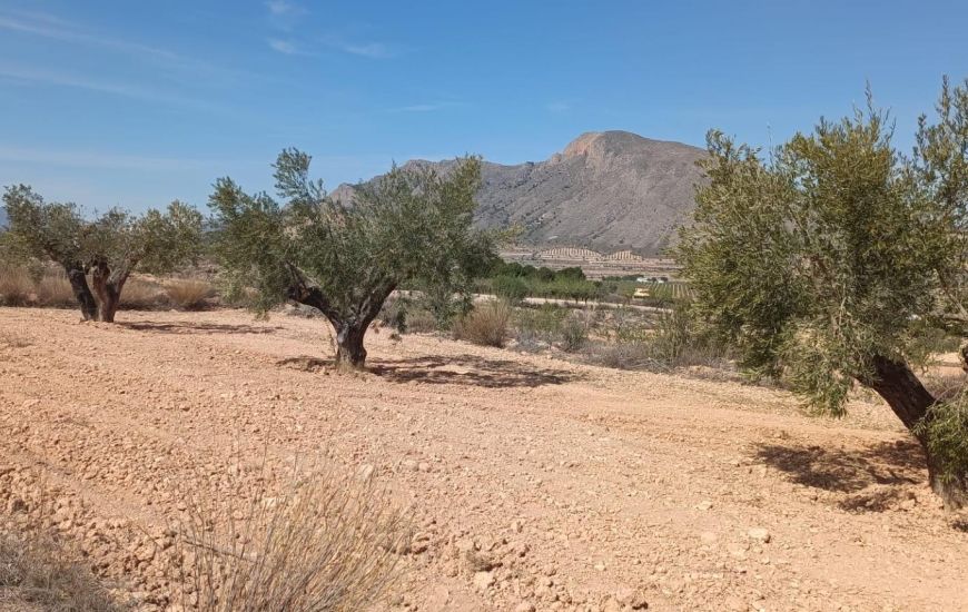 Venta - Adosado - Orihuela