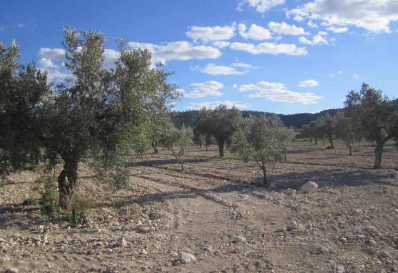 Venta - Casa Rural - Salinas