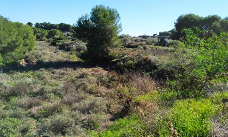 Sale - Land - Pinar de Campoverde - Pinar De Campoverde