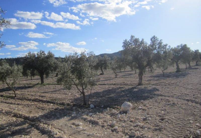 Venta - Casa Rural - Salinas