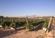 Venta - Terreno - Novelda