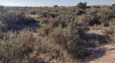 Land - Sale - Elche - Elche