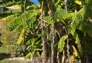 Venta - Apartamentos - Daya Nueva