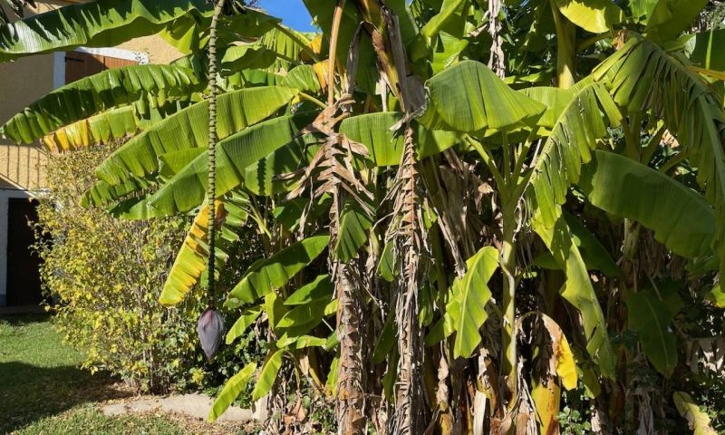 Venta - Apartamentos - Daya Nueva