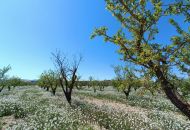 New Build - Finca - Pinoso