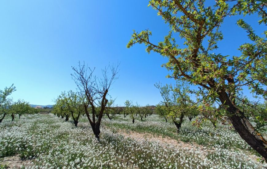 New Build - Finca - Pinoso