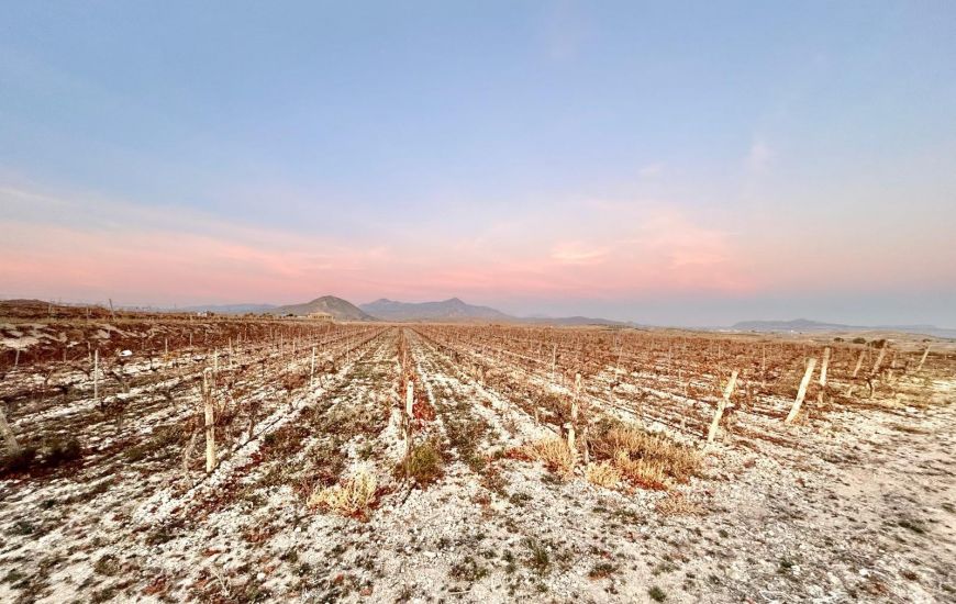 Sale - Land - Novelda