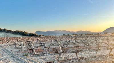 Terreno - Venta - Novelda - Novelda