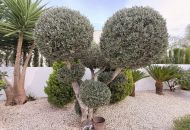 Sale - Villa - Benijófar - Benijofar