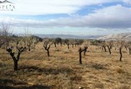 Venta - Terreno - Biar