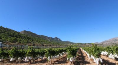 Terreno - Venta - La Romana - La Romana