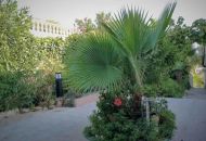 Sale - Villa - Torrevieja