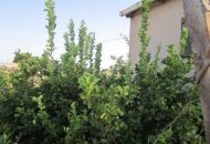 Venta - Terreno - Novelda