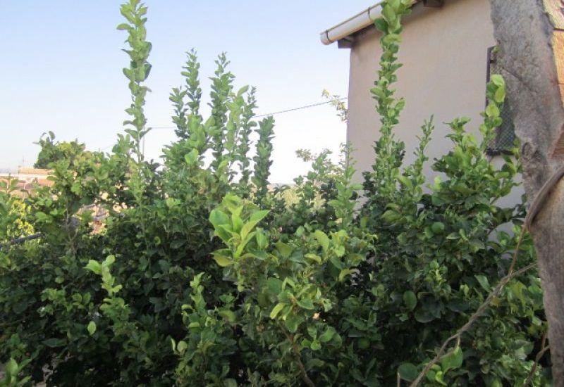 Venta - Terreno - Novelda