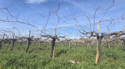 Terreno - Venta - Aspe - Aspe