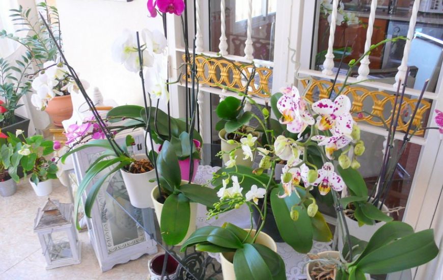 Sale - Finca Country Property - Dolores