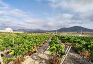 Venta - Terreno - Novelda