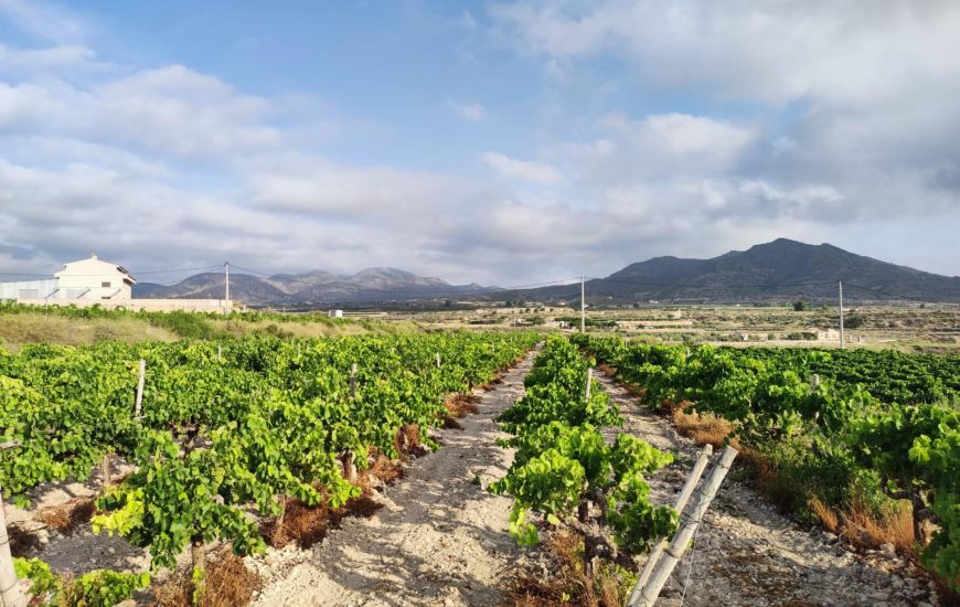 Venta - Terreno - Novelda