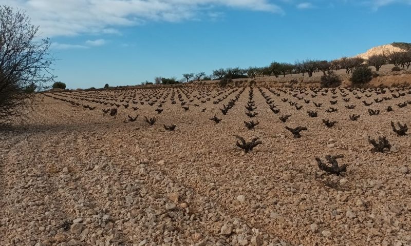 Venta - Terreno - Murcia