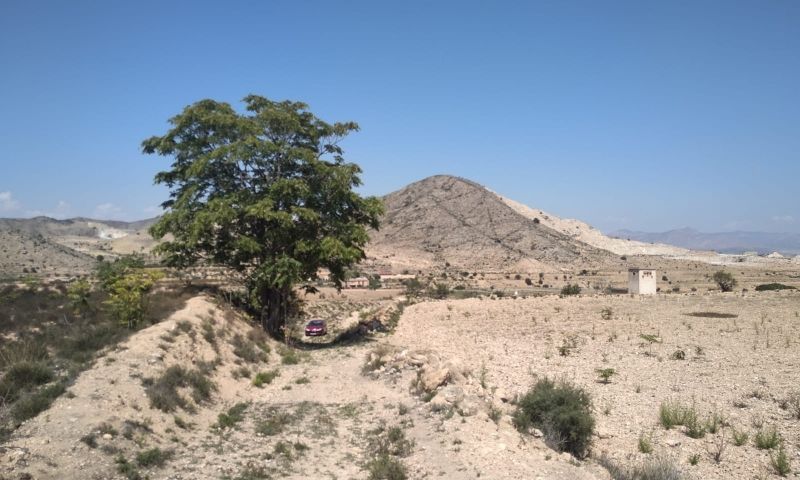 Sale - Land - Hondón de las Nieves