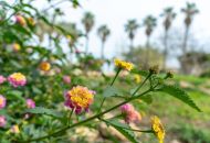 Sale - Villa - Los Altos