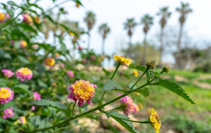 Sale - Villa - Los Altos