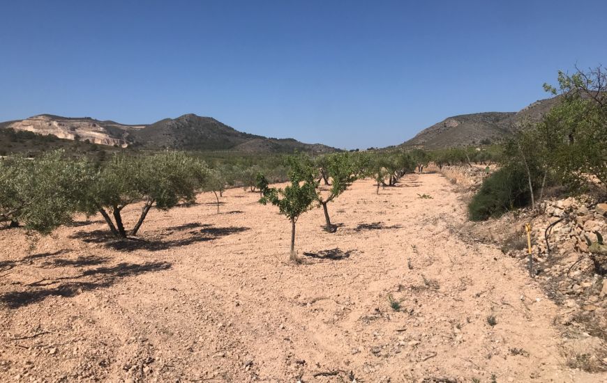 Sale - Finca - Hondón de las Nieves