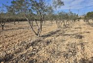 Venta - Terreno - Hondón de las Nieves