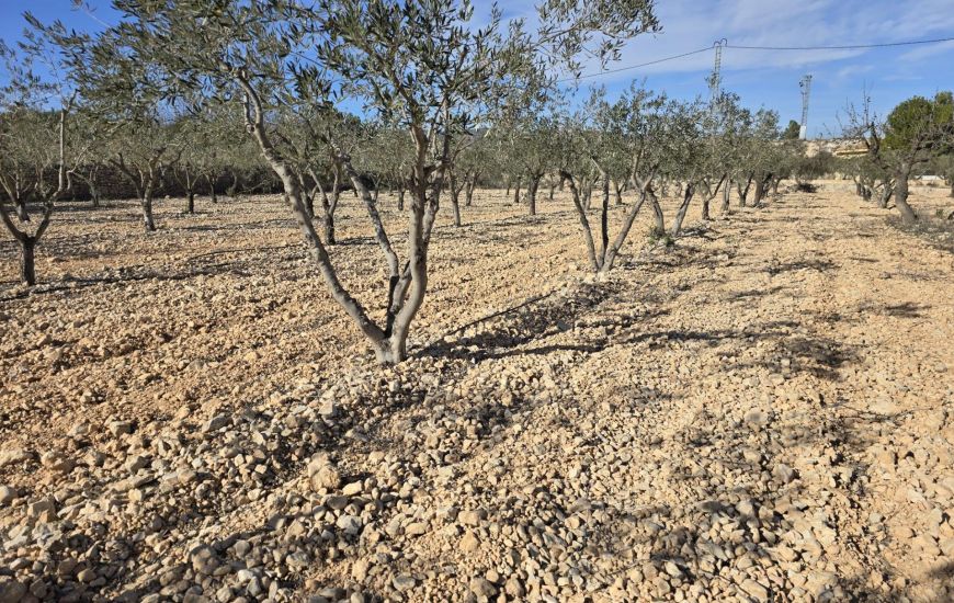 Venta - Terreno - Hondón de las Nieves