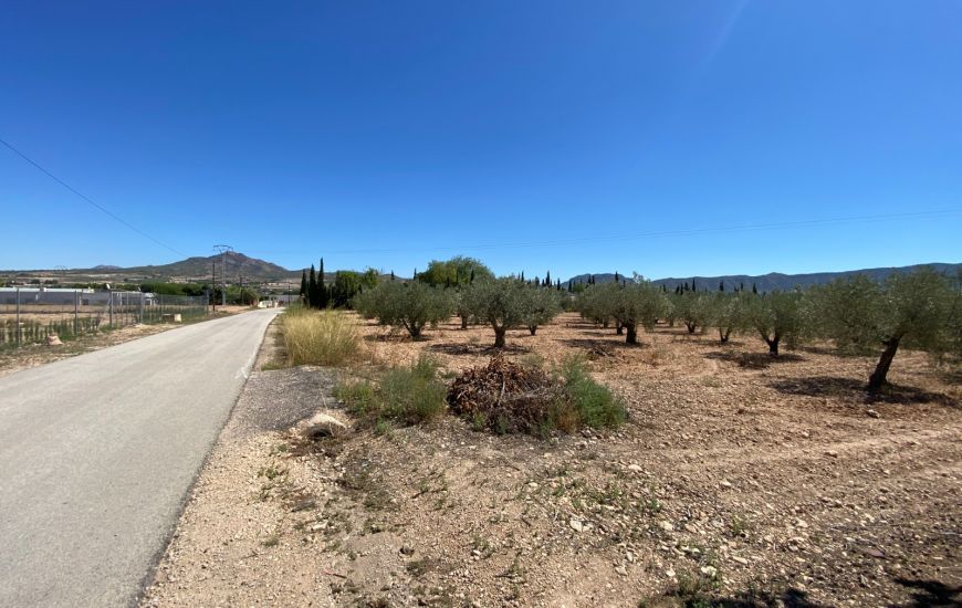 Sale - Finca - Salinas