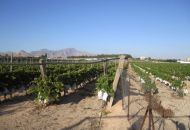 Venta - Terreno - Novelda