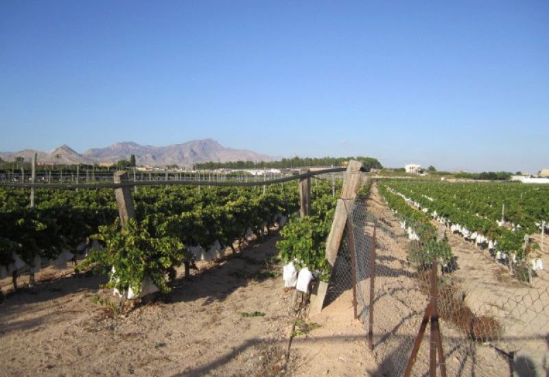 Venta - Terreno - Novelda