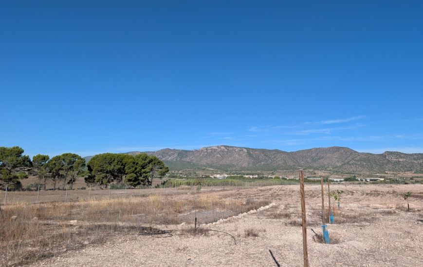 Sale - Finca - Salinas